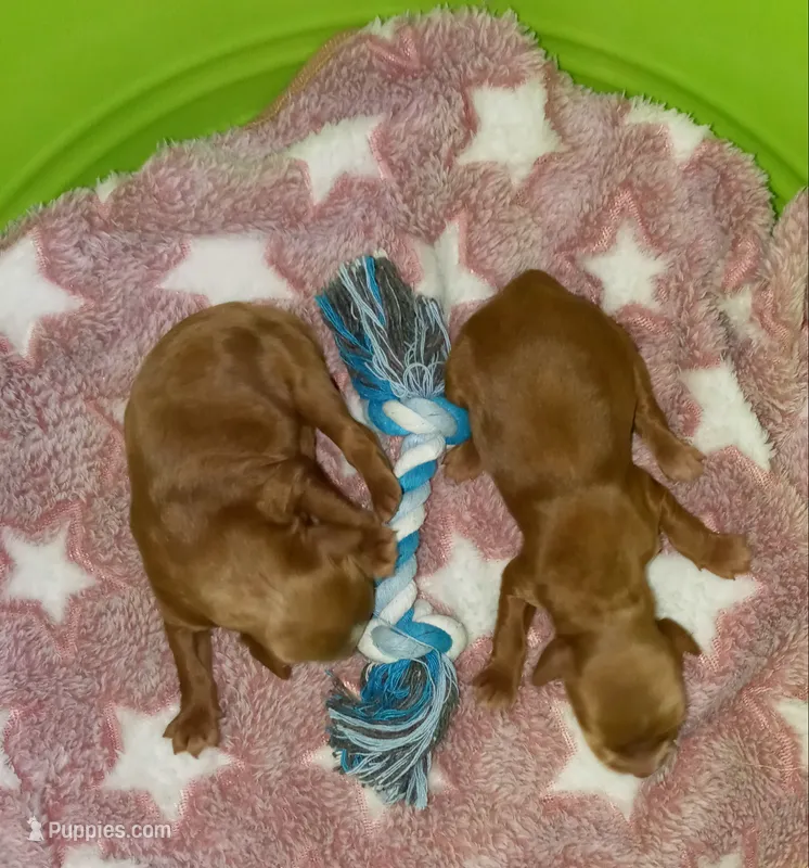 It's A Boy 💙💞 – Miniature Goldendoodle puppy for sale in Navarre, OH