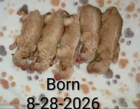 Zandra 🌷, a female Havapoo for sale in Navarre, OH – 2 of 4
