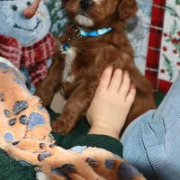 Waylon 💙👨‍👨‍👧‍👦💞🐕 Genetic Clear, a male Miniature Goldendoodle for sale in Navarre, OH – Photo 7 of 10