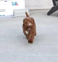 Waylon 💙👨‍👨‍👧‍👦💞🐕 Genetic Clear, a male Miniature Goldendoodle for sale in Navarre, OH – Photo 4 of 10