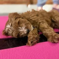 Waylon 💙👨‍👨‍👧‍👦💞🐕 Genetic Clear, a male Miniature Goldendoodle for sale in Navarre, OH – Photo 2 of 10