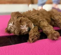 Waylon 💙 Genetic ClearParents, a male Miniature Goldendoodle for sale in Navarre, OH – Photo 10 of 10
