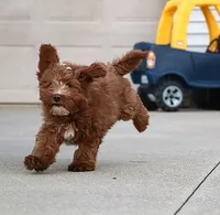 Waylon 💙👨‍👨‍👧‍👦💞🐕 Genetic Clear, a male Miniature Goldendoodle for sale in Navarre, OH – Photo 3 of 10