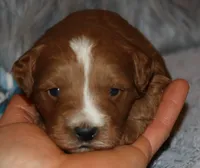 Waylon 💙 Genetic ClearParents, a male Miniature Goldendoodle for sale in Navarre, OH – Photo 7 of 10