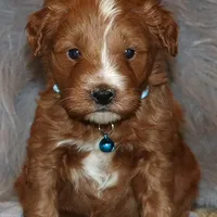 Waylon 💙👨‍👨‍👧‍👦💞🐕 Genetic Clear, a male Miniature Goldendoodle for sale in Navarre, OH – Photo 10 of 10