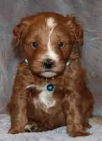Waylon 💙 Genetic ClearParents, a male Miniature Goldendoodle for sale in Navarre, OH – Photo 4 of 10
