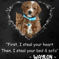 Waylon 💙👨‍👨‍👧‍👦💞🐕 Genetic Clear, a male Miniature Goldendoodle for sale in Navarre, OH – Photo 5 of 10