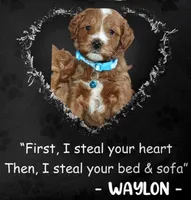 Waylon 💙 Genetic ClearParents, a male Miniature Goldendoodle for sale in Navarre, OH – Photo 1 of 10