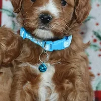 Waylon 💙👨‍👨‍👧‍👦💞🐕 Genetic Clear, a male Miniature Goldendoodle for sale in Navarre, OH – Photo 6 of 10