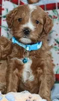Waylon 💙 Genetic ClearParents, a male Miniature Goldendoodle for sale in Navarre, OH – Photo 2 of 10