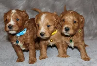 Waylon 💙 Genetic ClearParents, a male Miniature Goldendoodle for sale in Navarre, OH – Photo 9 of 10
