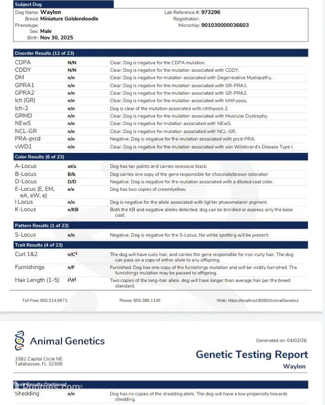 Waylon 💙👨‍👨‍👧‍👦💞🐕 Genetic Clear – Miniature Goldendoodle puppy for sale in Navarre, OH