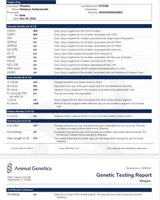 Waylon 💙👨‍👨‍👧‍👦💞🐕 Genetic Clear, a male Miniature Goldendoodle for sale in Navarre, OH – Photo 1 of 10