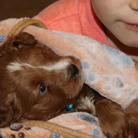 Waylon 💙👨‍👨‍👧‍👦💞🐕 Genetic Clear, a male Miniature Goldendoodle for sale in Navarre, OH – Photo 8 of 10