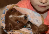 Waylon 💙 Genetic ClearParents, a male Miniature Goldendoodle for sale in Navarre, OH – Photo 5 of 10