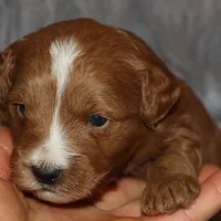 Waylon 💙👨‍👨‍👧‍👦💞🐕 Genetic Clear, a male Miniature Goldendoodle for sale in Navarre, OH – Photo 9 of 10