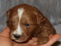 Waylon 💙 Genetic ClearParents, a male Miniature Goldendoodle for sale in Navarre, OH – Photo 6 of 10