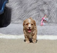 ZOEY 🌷 Toy Minature, a female Havanese and Poodle - Toy  for sale in Navarre, OH – 4 of 10