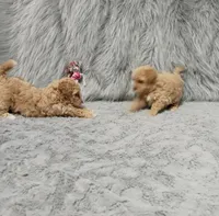 ZOEY 🌷 Toy Minature, a female Havanese and Poodle - Toy  for sale in Navarre, OH – 7 of 10