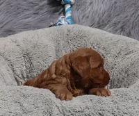 Mason 💙, a male Miniature Goldendoodle for sale in Navarre, OH – 4 of 6