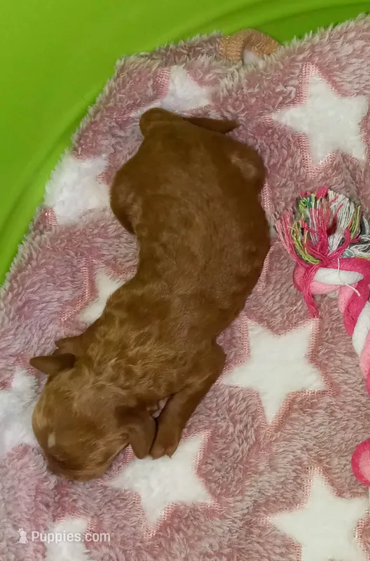 It's A Girl 🌷💞 – Miniature Goldendoodle puppy for sale in Navarre, OH