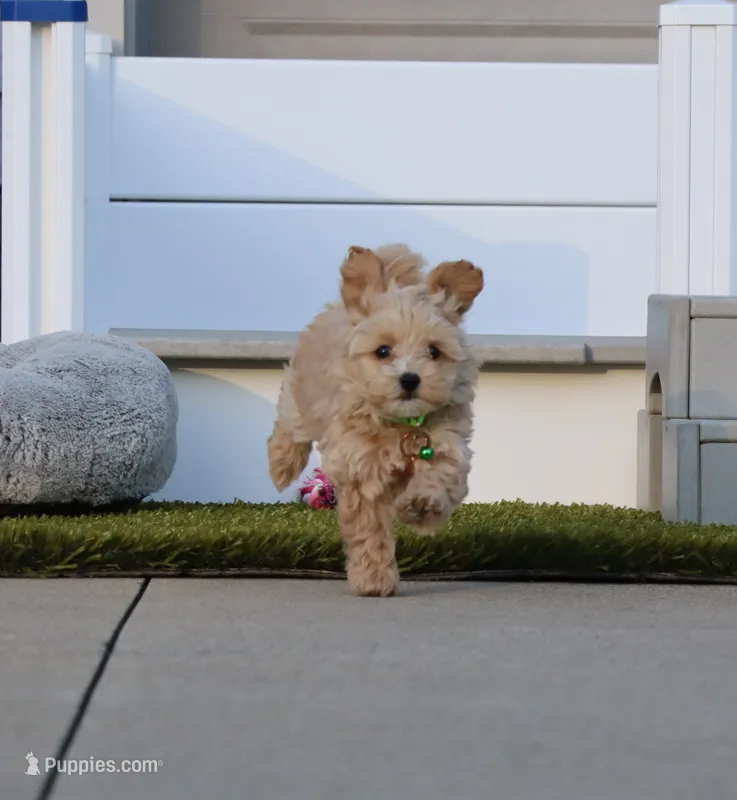 Pearl 🌷 Toy/Miniature – Havapoo puppy for sale in Navarre, OH