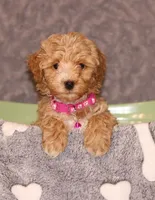 BEAUTY, a female Havapoo for sale in Navarre, OH – Photo 1 of 9