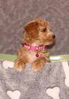 BEAUTY, a female Havapoo for sale in Navarre, OH – Photo 4 of 9