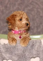 BEAUTY, a female Havapoo for sale in Navarre, OH – Photo 6 of 9