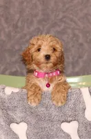 BEAUTY, a female Havapoo for sale in Navarre, OH – Photo 8 of 9