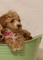 BEAUTY, a female Havapoo for sale in Navarre, OH – Photo 2 of 9