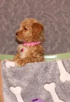 BEAUTY, a female Havapoo for sale in Navarre, OH – Photo 5 of 9