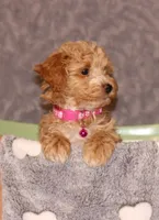 BEAUTY, a female Havapoo for sale in Navarre, OH – Photo 3 of 9