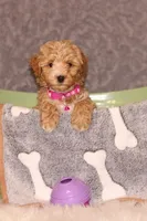 BEAUTY, a female Havapoo for sale in Navarre, OH – Photo 7 of 9