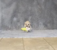 Pinto 💙 Toy/Miniature, a male Havapoo for sale in Navarre, OH – 5 of 10