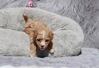 ZOEY 🌷 Toy Minature, a female Havanese and Poodle - Toy  for sale in Navarre, OH – 5 of 10