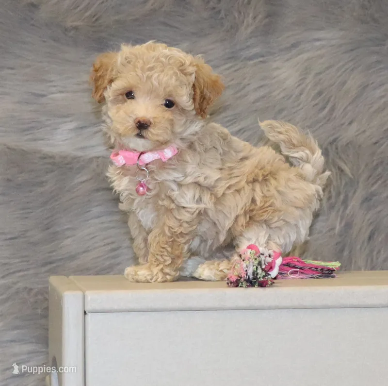 Toy/Minature👨‍👨‍👧‍👦💞🐕 Havapoos – Havapoo puppy for sale in Navarre, OH