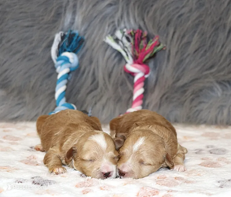 Twins Boy 💙and Girl🌷 – Havapoo puppy for sale in Navarre, OH