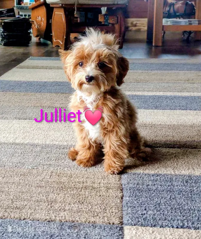 Julliet 🌷Crate Potty Harness Training – Havapoo puppy on hold in Navarre, OH