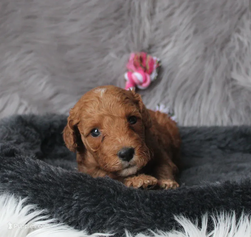 It's A Girl 🌷💞 – Miniature Goldendoodle puppy for sale in Navarre, OH