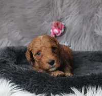 Mia 🌷💞, a female Miniature Goldendoodle for sale in Navarre, OH – 6 of 9