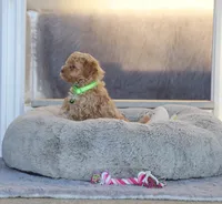 Zandra 🌷, a female Havapoo for sale in Navarre, OH – 2 of 6