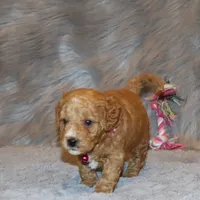 Wanda 🌷 Leash Trained, a female Goldendoodle for sale in Navarre, OH – Photo 2 of 10