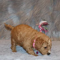 Wanda 🌷 Leash Trained, a female Goldendoodle for sale in Navarre, OH – Photo 7 of 10