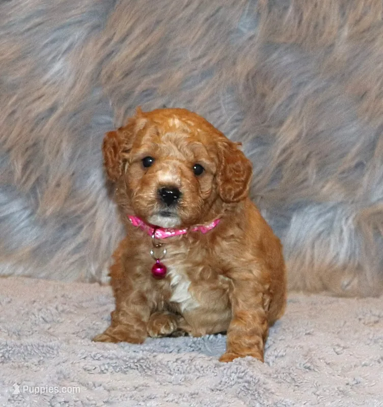 Wanda 🌷 Genetic Clear Parents