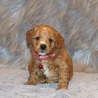 Wanda 🌷 Leash Trained, a female Goldendoodle for sale in Navarre, OH – Photo 1 of 10
