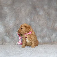 Wanda 🌷 Leash Trained, a female Goldendoodle for sale in Navarre, OH – Photo 8 of 10