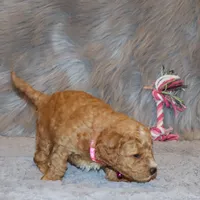 Wanda 🌷 Leash Trained, a female Goldendoodle for sale in Navarre, OH – Photo 3 of 10