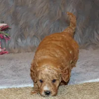 Wanda 🌷 Leash Trained, a female Goldendoodle for sale in Navarre, OH – Photo 5 of 10