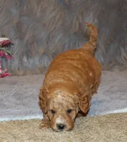 processed/9f65c381-b93b-47a0-8be7-5d8a093b68fb/listing/2fcc50b3-1856-4eea-a5cc-35ce27165e6e/ab1ecfdc-de8a-4d7e-92a8-4d9ad07cade4